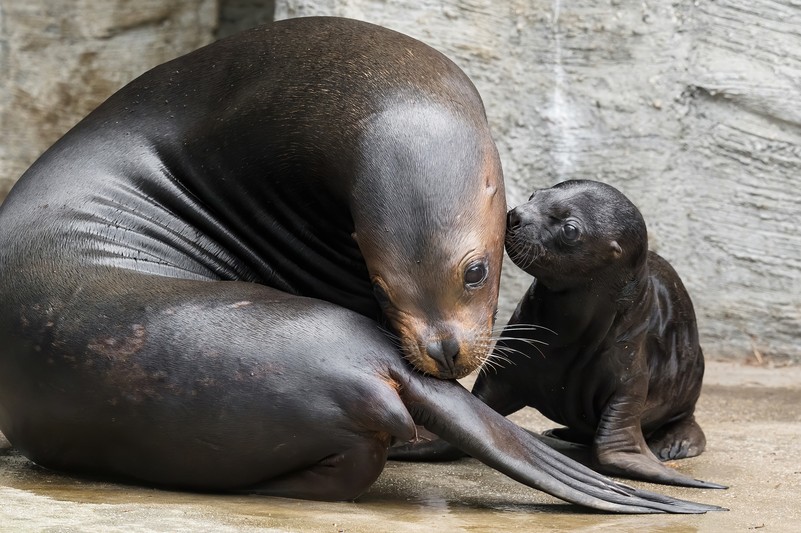 Zu sehen ist das neu geborene Robbenbaby des Tiergarten Schönbrunns mit seiner Mutter.